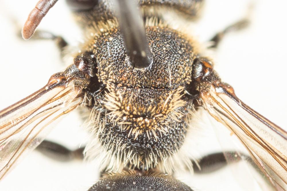 Andrena colletiformis Morawitz, 1874