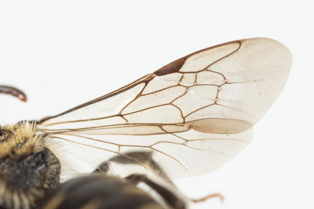  Andrena colletiformis Morawitz, 1874