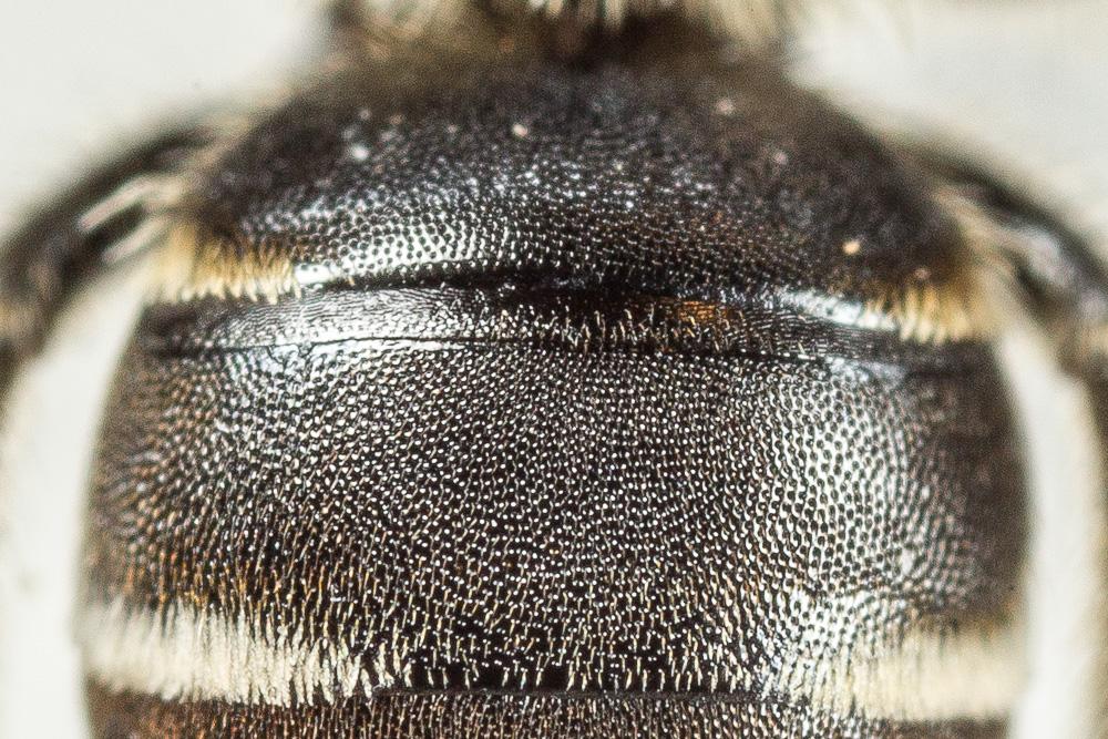 Andrena colletiformis Morawitz, 1874