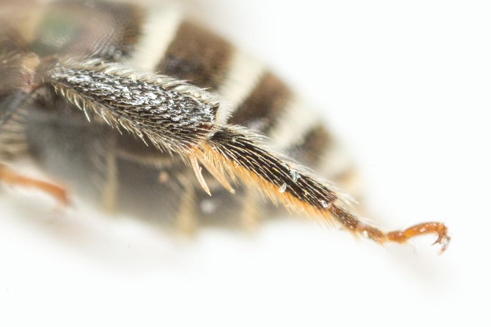  Andrena colletiformis Morawitz, 1874