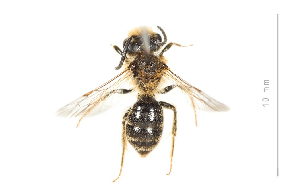 Andrena combinata (Christ, 1791)