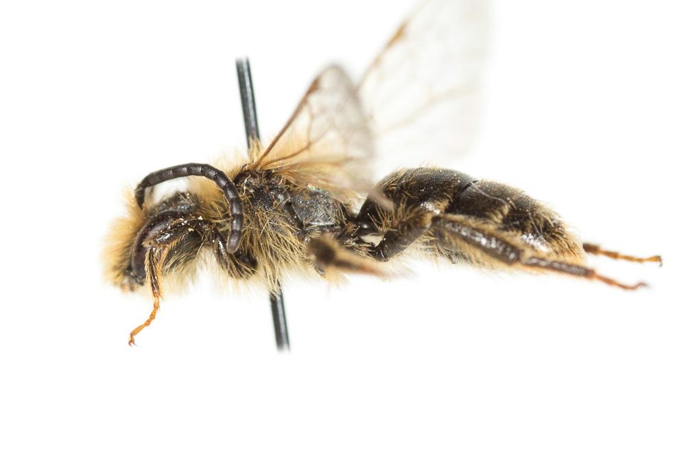  Andrena combinata (Christ, 1791)