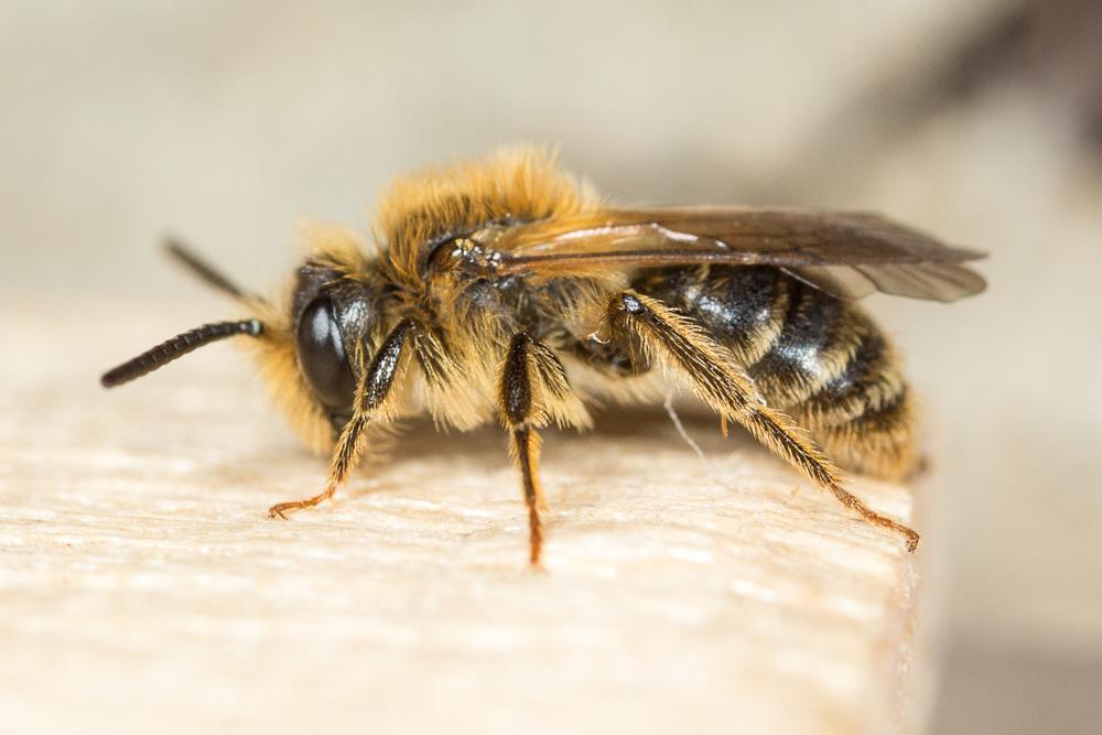 Andrena combinata (Christ, 1791)
