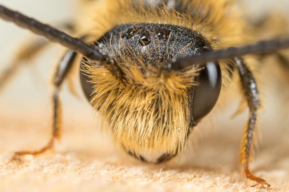 Andrena combinata (Christ, 1791)