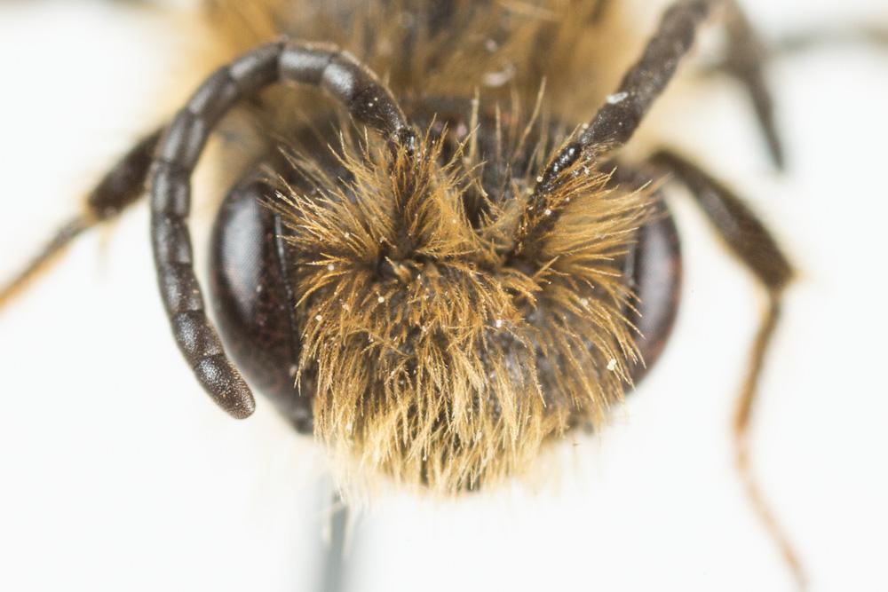  Andrena combinata (Christ, 1791)