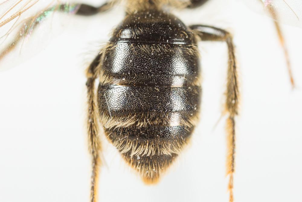  Andrena combinata (Christ, 1791)