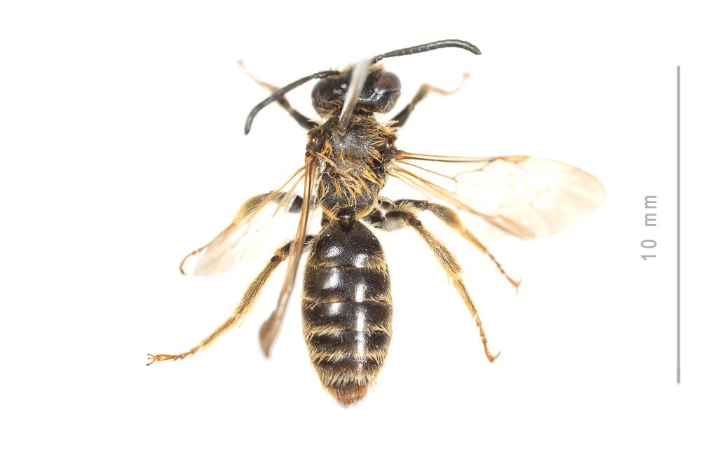Andrena curvungula Thomson, 1870