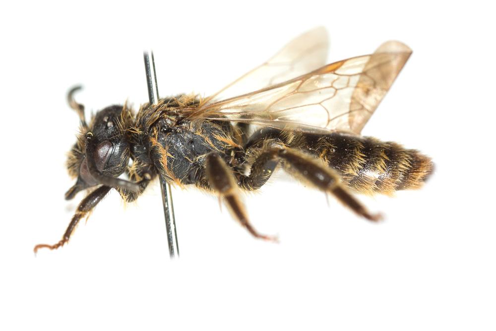Andrena curvungula Thomson, 1870
