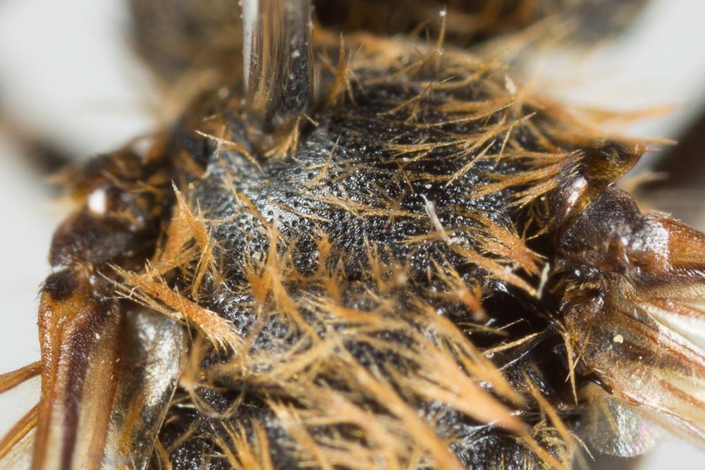 Andrena curvungula Thomson, 1870