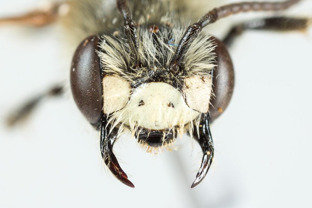 Andrena decipiens Schenck, 1861