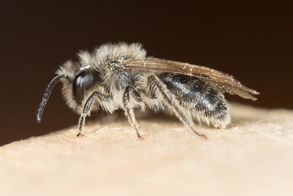  Andrena distinguenda Schenck, 1871
