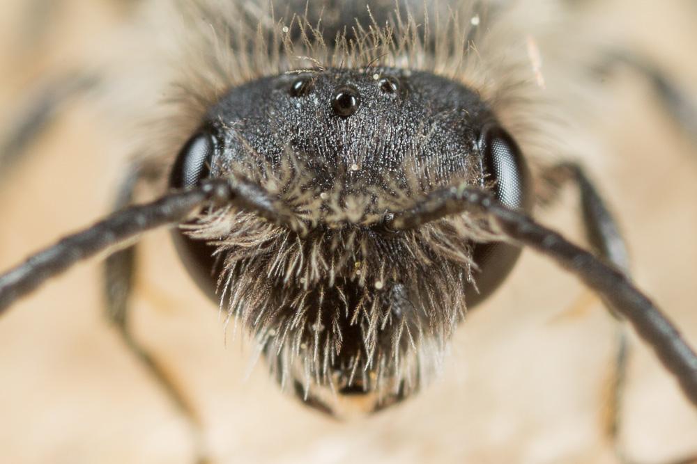 Andrena distinguenda Schenck, 1871