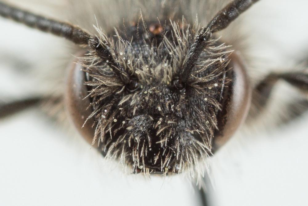  Andrena distinguenda Schenck, 1871