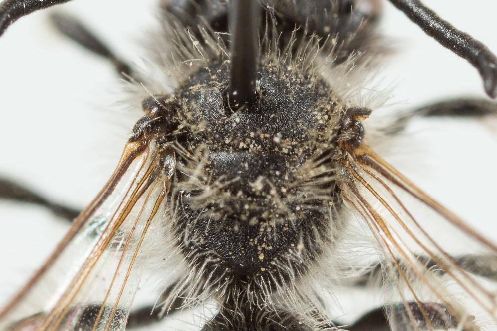 Andrena distinguenda Schenck, 1871