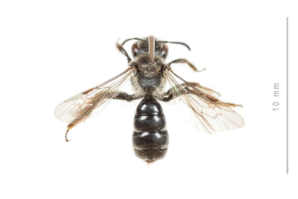 Andrena fabrella Pérez, 1903