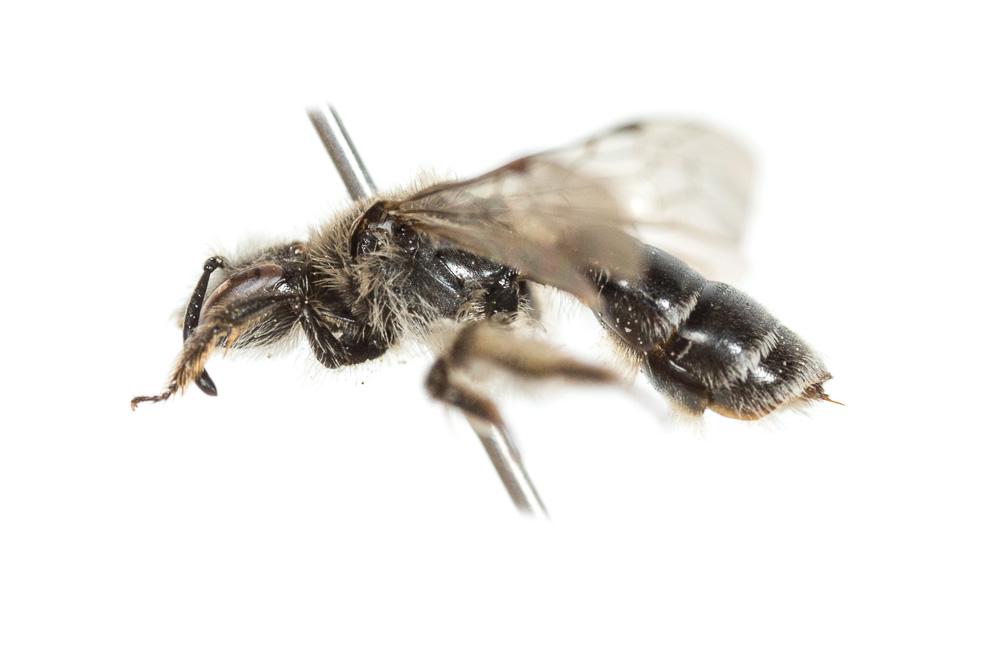 Andrena fabrella Pérez, 1903
