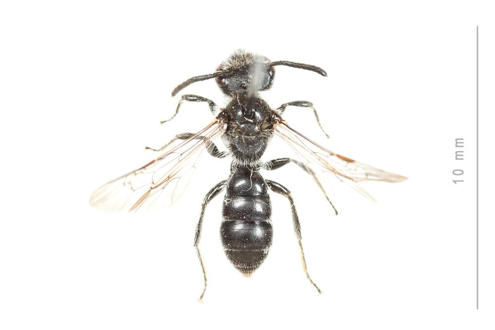  Andrena fabrella Pérez, 1903