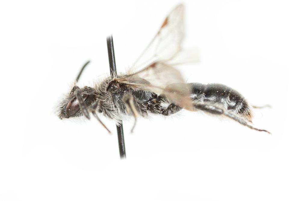 Andrena fabrella Pérez, 1903