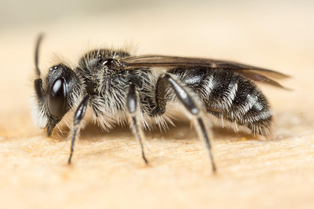  Andrena fabrella Pérez, 1903
