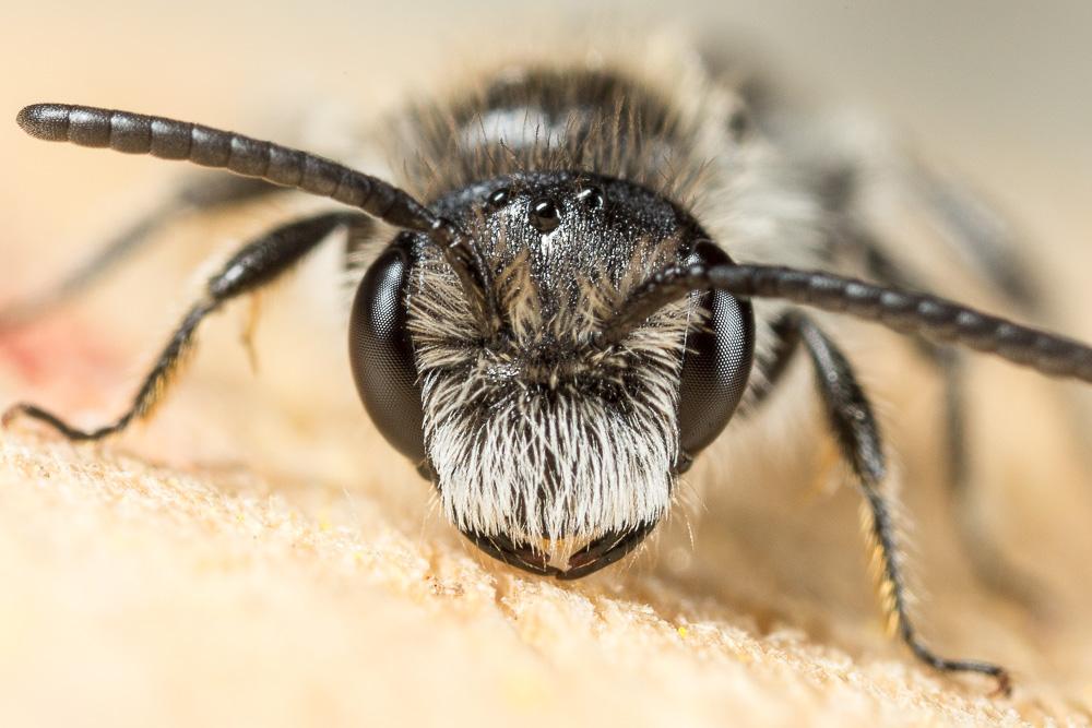 Andrena fabrella Pérez, 1903