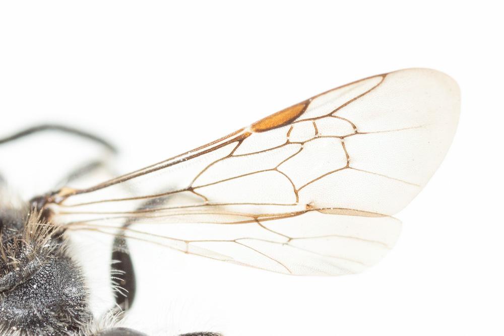 Andrena fabrella Pérez, 1903