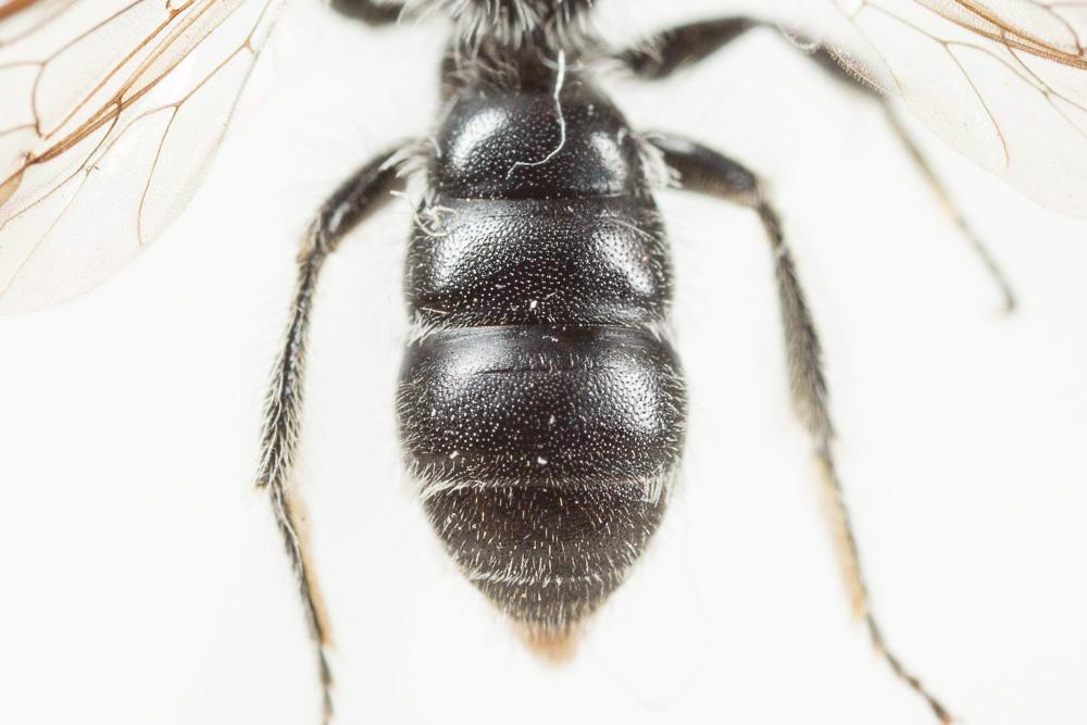 Andrena fabrella Pérez, 1903