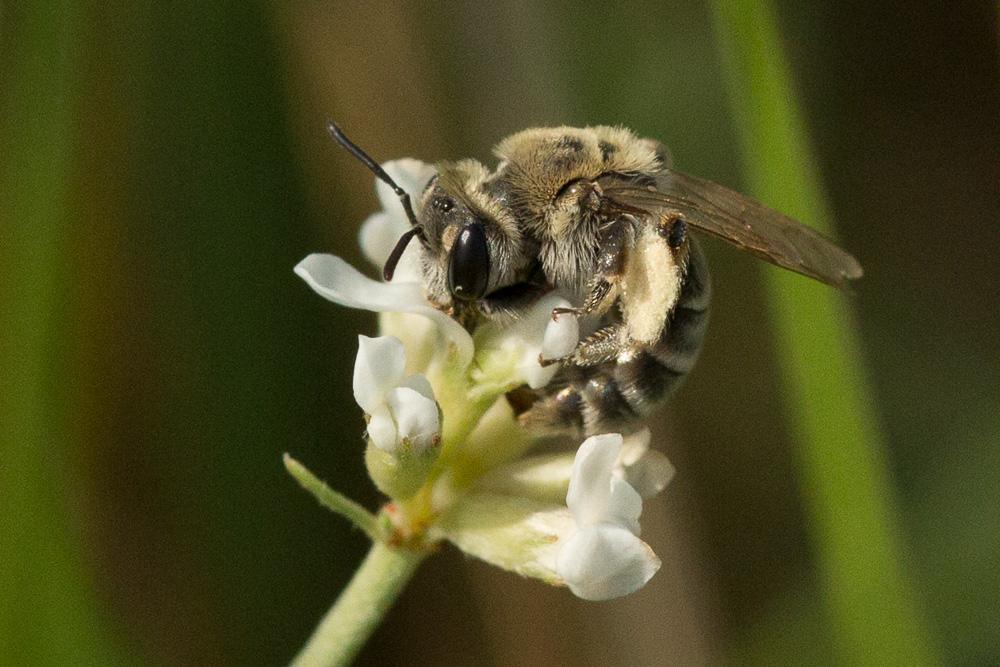 Andrena farinosa Pérez, 1895