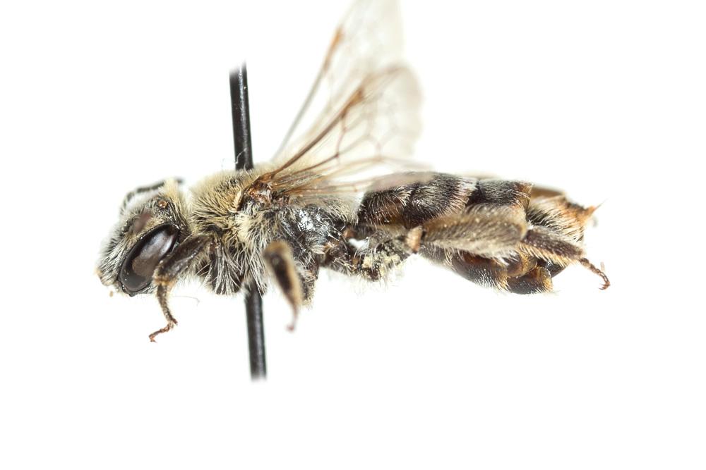 Andrena farinosa Pérez, 1895
