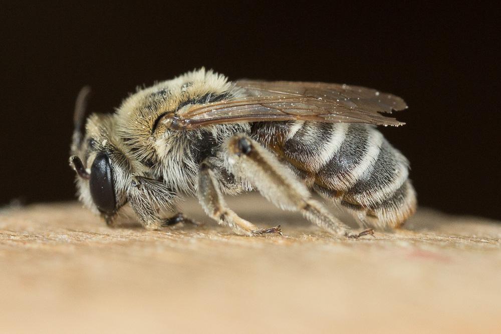  Andrena farinosa Pérez, 1895