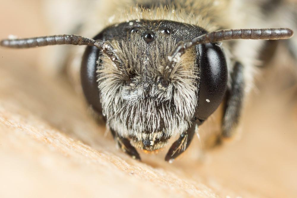 Andrena farinosa Pérez, 1895