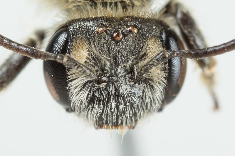 Andrena farinosa Pérez, 1895