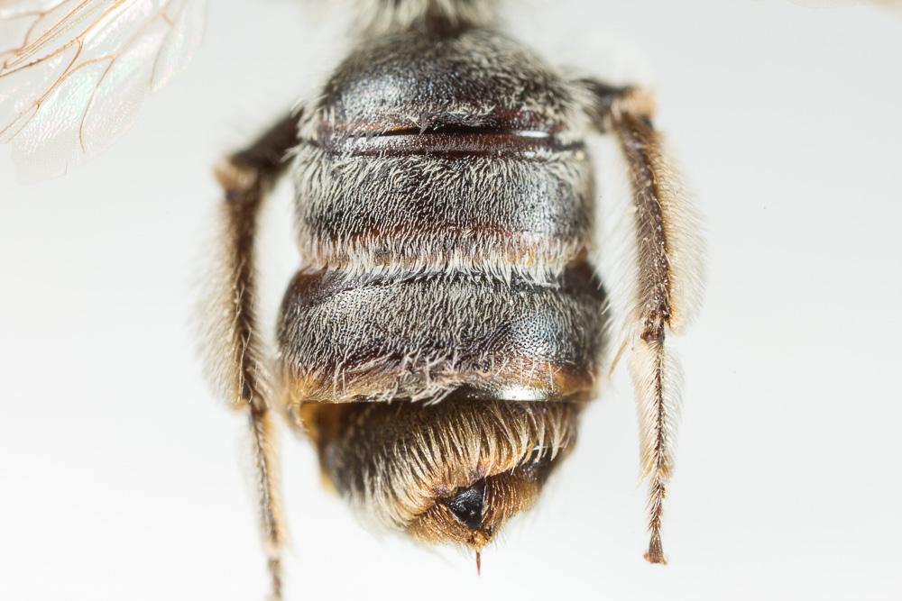 Andrena farinosa Pérez, 1895