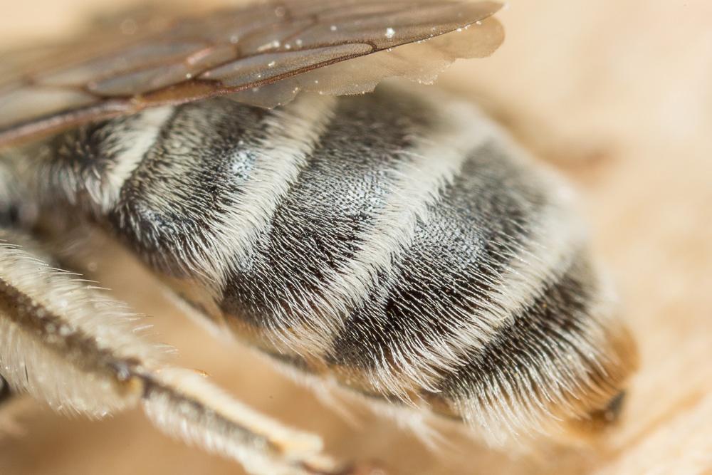 Andrena farinosa Pérez, 1895