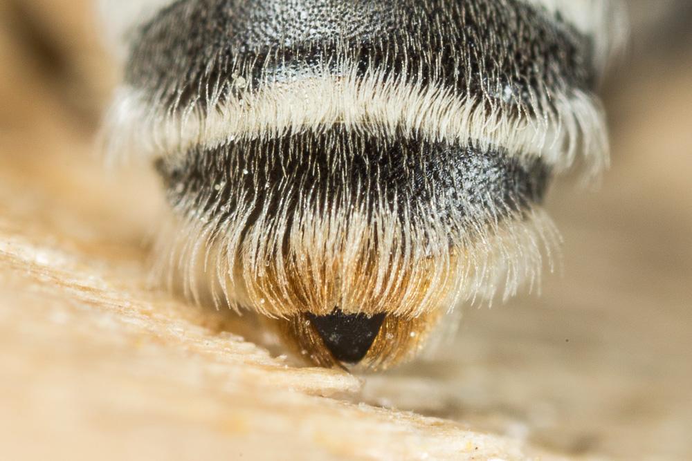 Andrena farinosa Pérez, 1895