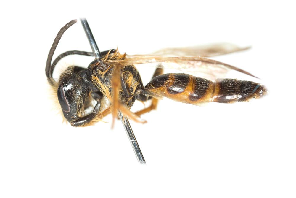 Andrena ferox Smith, 1847