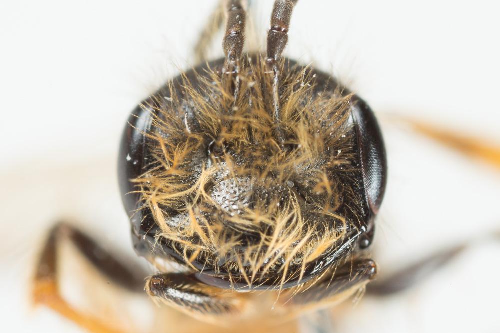 Andrena ferox Smith, 1847