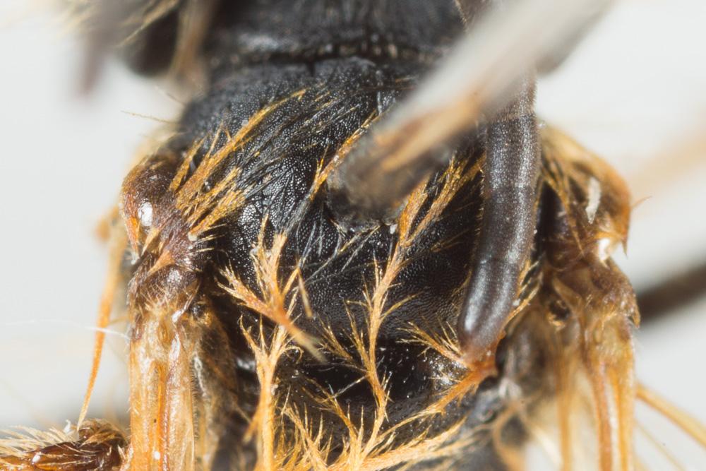  Andrena ferox Smith, 1847