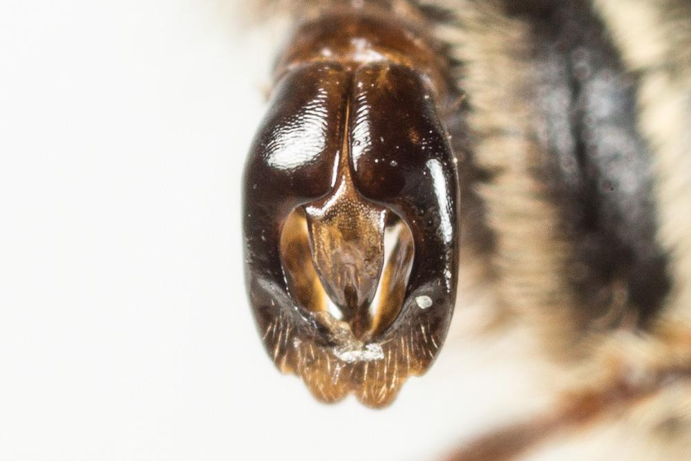 Andrena flavipes Panzer, 1799