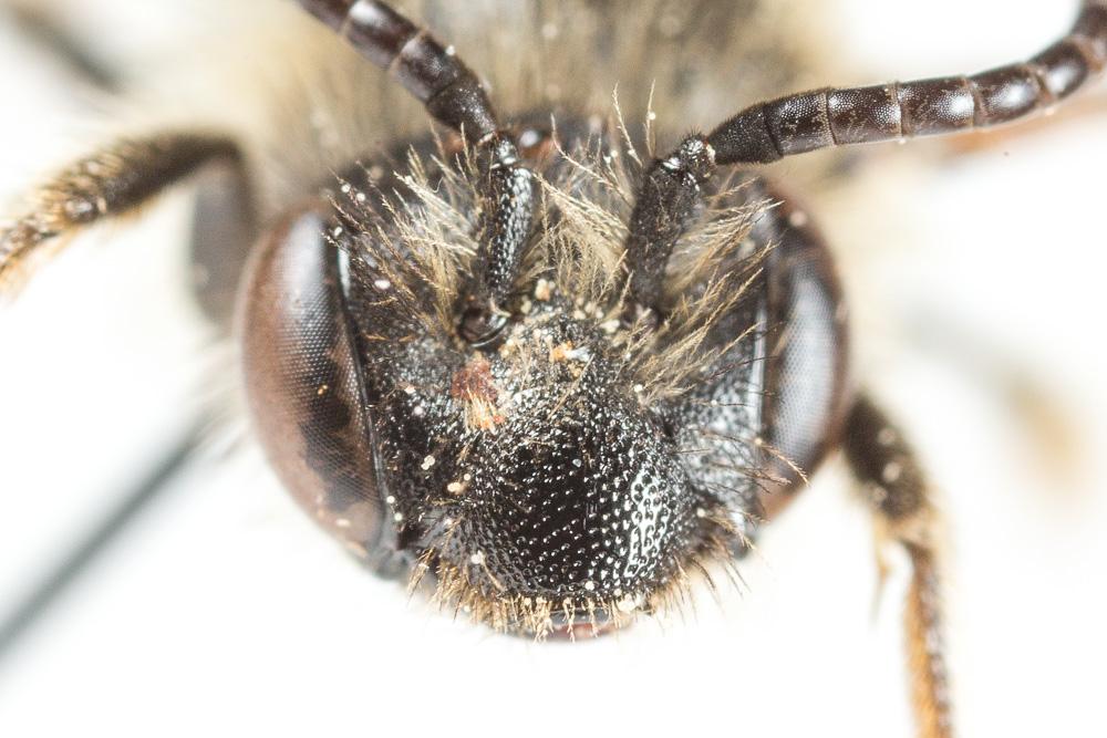  Andrena fulvago (Christ, 1791)