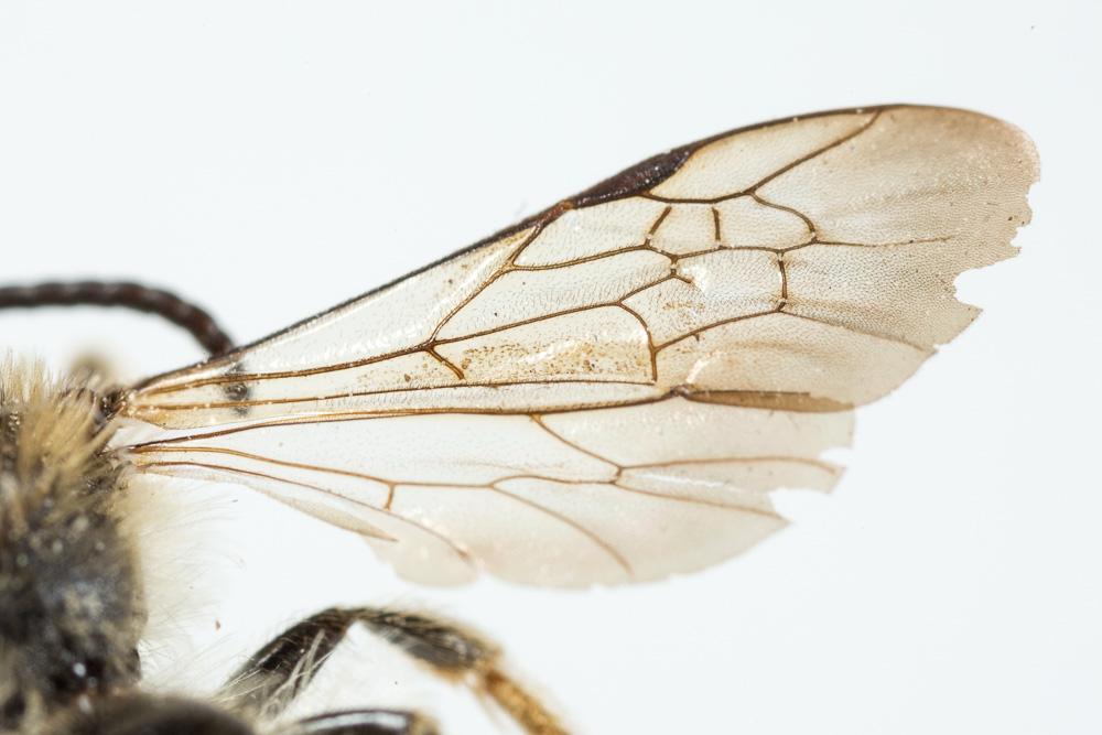 Andrena fulvago (Christ, 1791)