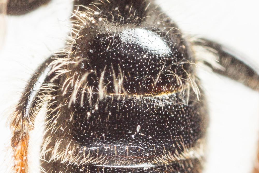  Andrena fulvago (Christ, 1791)