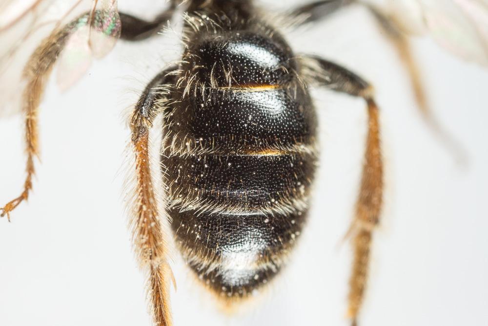 Andrena fulvago (Christ, 1791)