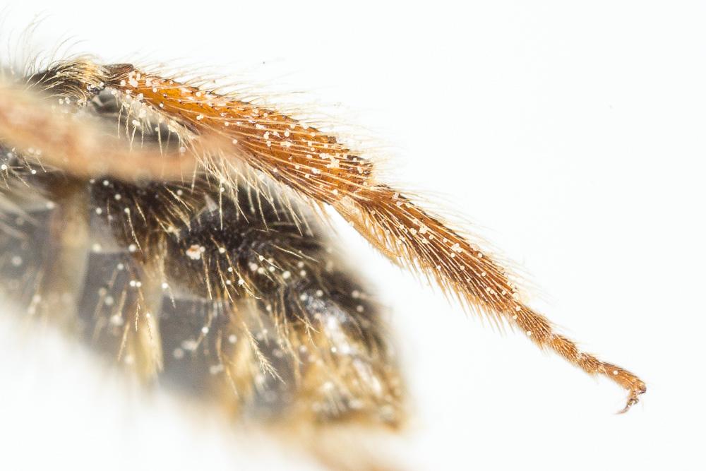  Andrena fulvago (Christ, 1791)