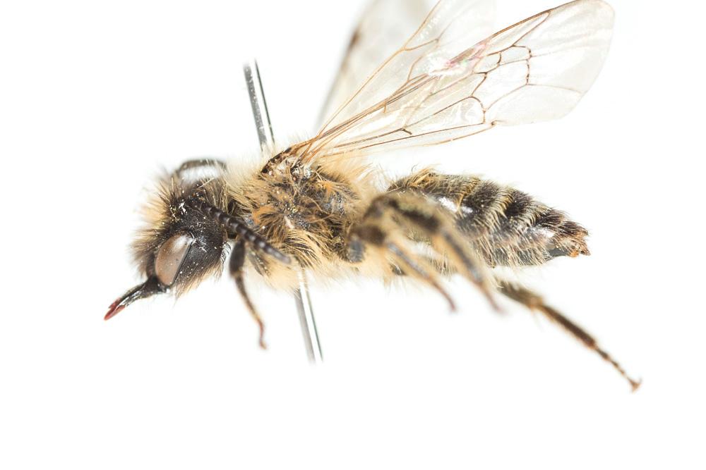 Andrena fulvata Stoeckhert, 1930