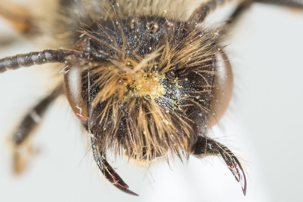 Andrena fulvata Stoeckhert, 1930