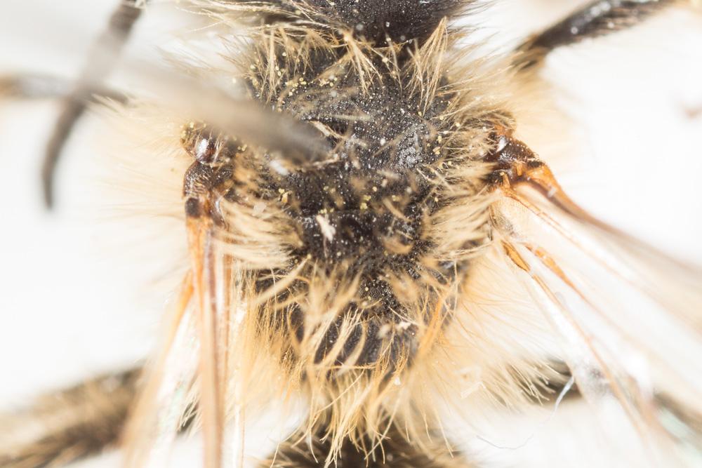 Andrena fulvata Stoeckhert, 1930