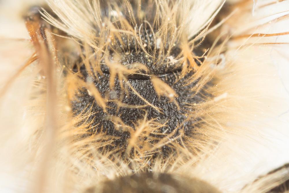 Andrena fulvata Stoeckhert, 1930