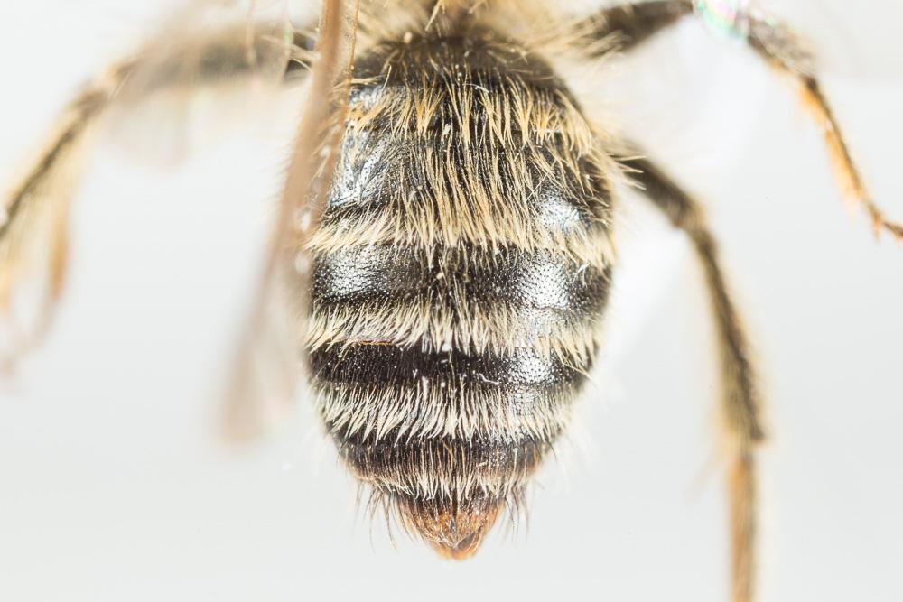 Andrena fulvata Stoeckhert, 1930