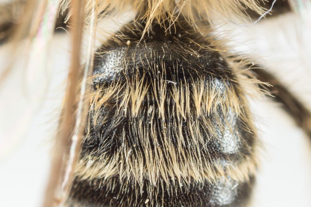 Andrena fulvata Stoeckhert, 1930