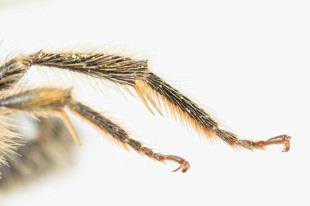Andrena fulvata Stoeckhert, 1930